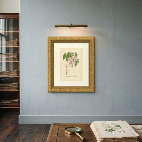 Epimedium Violaceum Grandiflorum, Barrenwort Chromolithograph, 1859, shown framed on a wall