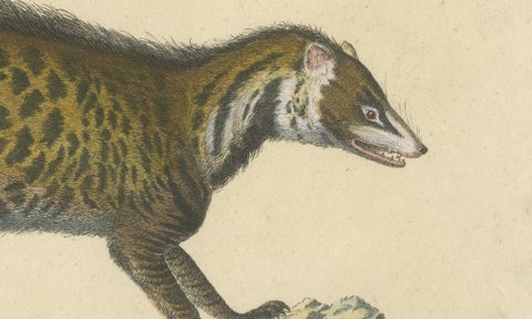 Egyptian Mongoose, Genet & Civet, Brodtmann Natural History Lithograph, 1816, close-up 4