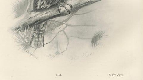 Antique Eurasian Hobby Falcon Print by Lilian M. Medland, circa 1908, close-up 4