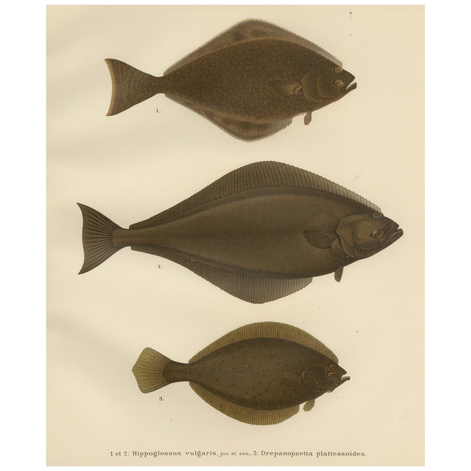 Flatfish Trio - Flounder, Turbot, and Plaice - Elegant Fish Lithograph, 1895