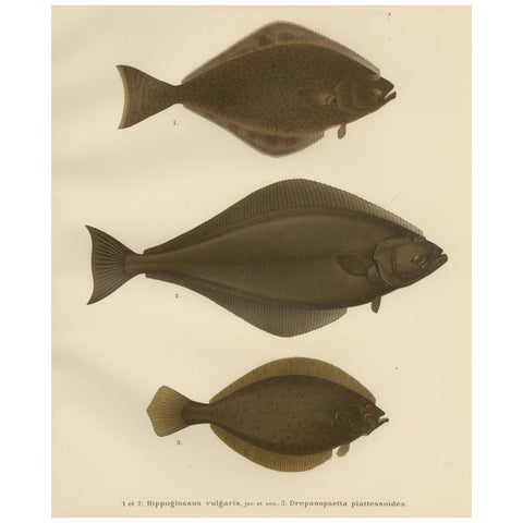 Flatfish Trio - Flounder, Turbot, and Plaice - Elegant Fish Lithograph, 1895