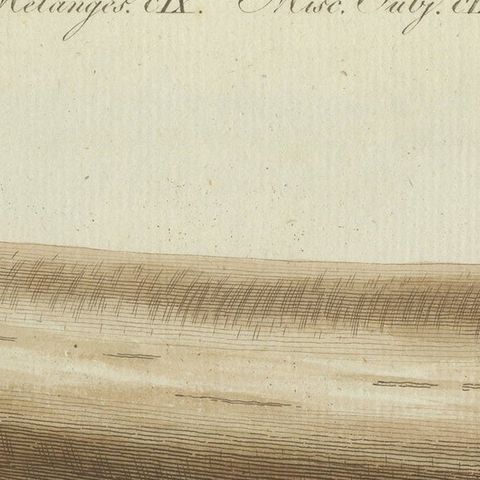 Antique Print of Part of an Excavated Elephant Tusk, close-up 1