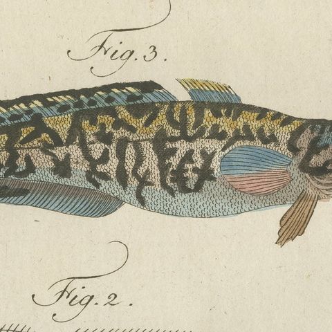Ling, Burbot, Pollack and Toadfish, Antique Bertuch Print, circa 1805, close-up 3