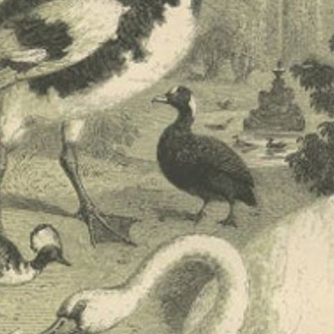 Antique Bird Print of a Spur-Winged Goose and Other Birds by Le Maout, 1853, close-up 2
