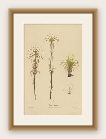 Antique Sugarcane Botanical Chromolithograph, Teboe Cheribon, Java 1892, shown framed