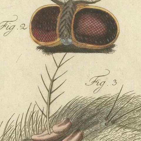 Anatomy of the Common Fly: Hand-Colored Engraving from Bertuch, 1798, close-up 4