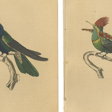 Set of 8 Antique Bird Prints, Violet-Tufted Hummingbird, by Jardine '1837', close-up 1