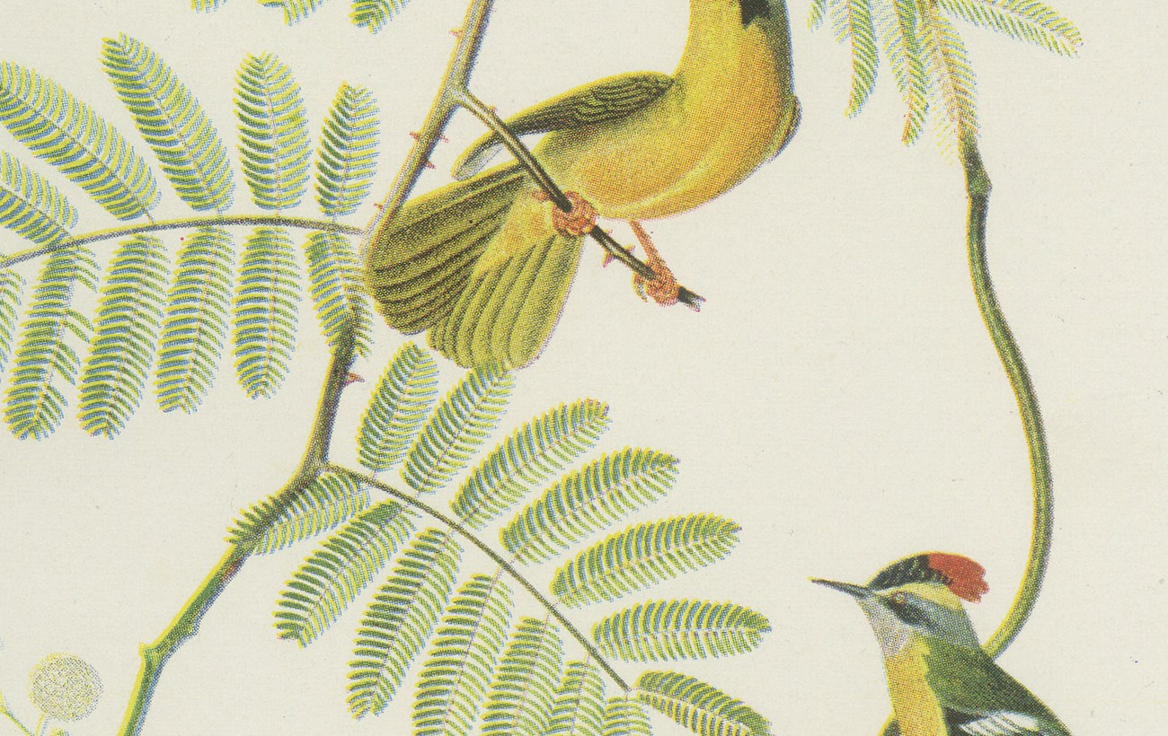 Warblers and Honeycreepers on Acacia, Brazilian Bird Print, Descourtilz, 1944, view 5