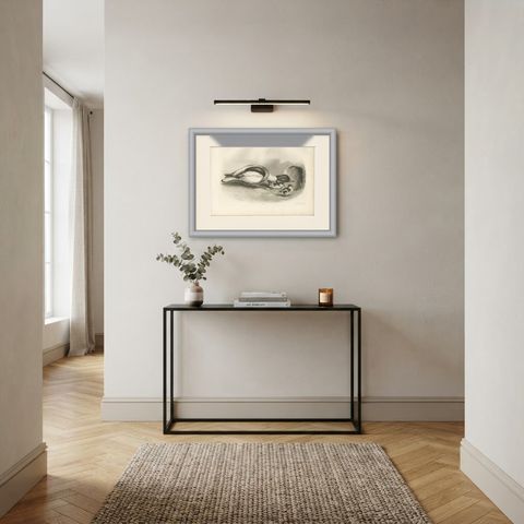 Shelduck and Ducklings, Antique Bird Print after Lilian Medland, circa 1909, shown framed in a room