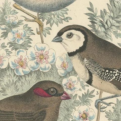 Antique Bird Print of Finches Incl the Red-Browed Finch, 1865, close-up 1