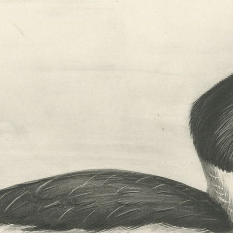 Goosander, Antique Bird Print after Lilian Medland, circa 1909, close-up 2