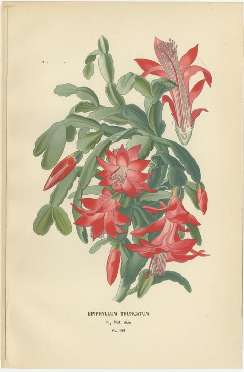 Antique Botanical Prints: Christmas Cactus, Prickly Pear Cactus & Fig Marigolds, view 2