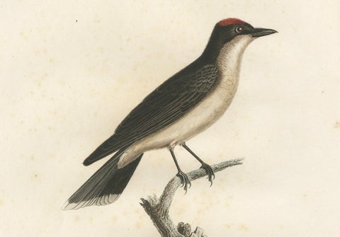 1807 Vermilion Flycatcher Handcolored Print- Antique Ornithological Illustration, close-up 2