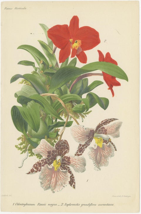 Original Vintage Botanical Illustrations from Revue Horticole, circa 1855, view 7