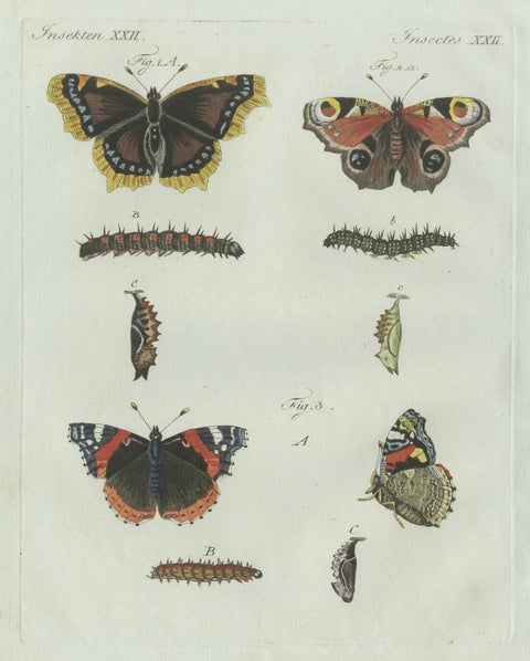 Original Antique Print of Peacock and Red Admiral Butterflies by Bertuch, c.1800, close-up 2