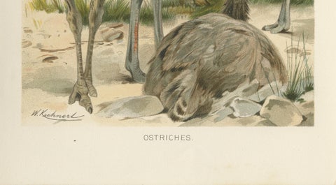 Antique Ostrich Print Exotic Birds Africa Scene Chromolithograph c.1895, close-up 6