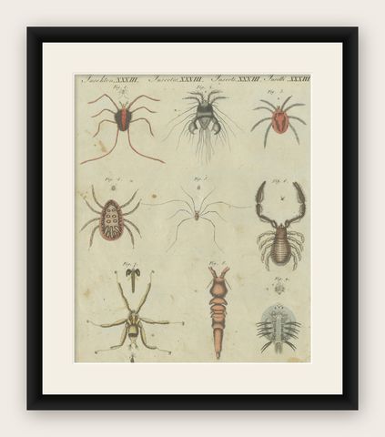 Intricate Arachnids and Insects: Hand-Colored Engraving Published in 1805, shown framed