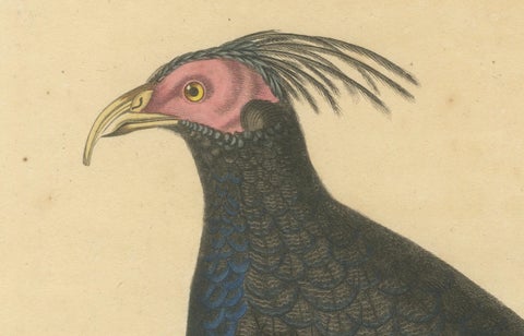 Hand-Colored Engraving of a Himalayan Monal, Exotic Ornithological Print, 1808, close-up 3