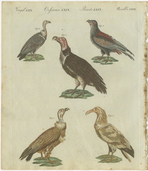 Majestic Scavengers: Hand-Colored Engraving of Vultures and Birds of Prey, 1805, view 2