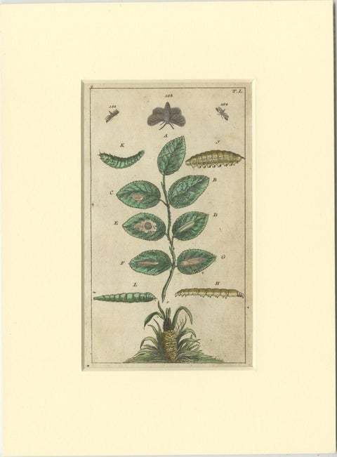 Set of 6 Antique Butterfly Prints Also Showing Caterpillars and Pupae, 1810, view 2