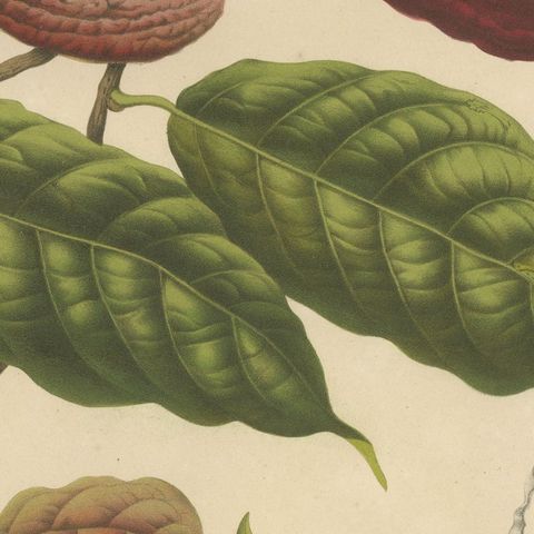 Original Antique Botanical Chromolithograph of Cacao Tree (Theobroma cacao) 1880, close-up 6