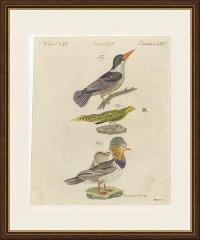 Kingfisher and Mandarin Duck, Antique Bertuch Print, Vienna, circa 1805, shown framed