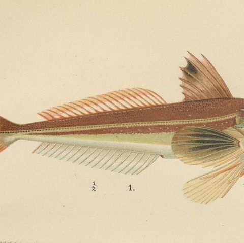 Gurnard, Butterfish, Blenny and Eelpout - 1895 Scandinavian Fish Lithograph, close-up 6