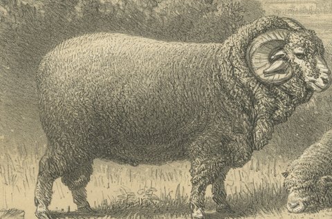 Rambouillet Merino Rams and Ewes of 1873, Antique Sheep Print, view 3