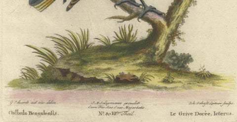 Regal Golden Thrush Perched, 18th Century Seligmann's Rare Bird Series, 1749, close-up 1