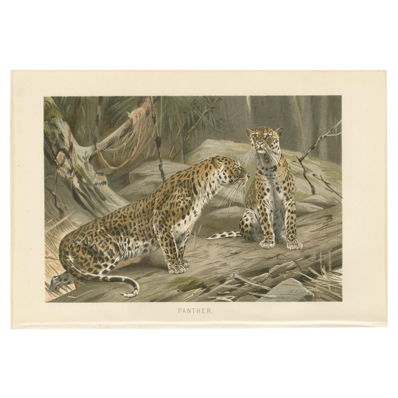 Antique Print of Panthers by Brehm c.1890