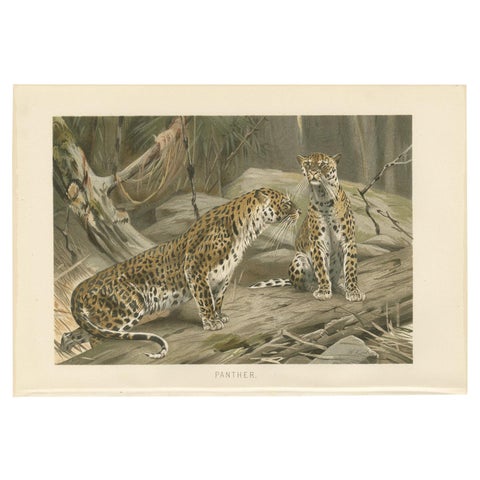 Antique Print of Panthers by Brehm c.1890