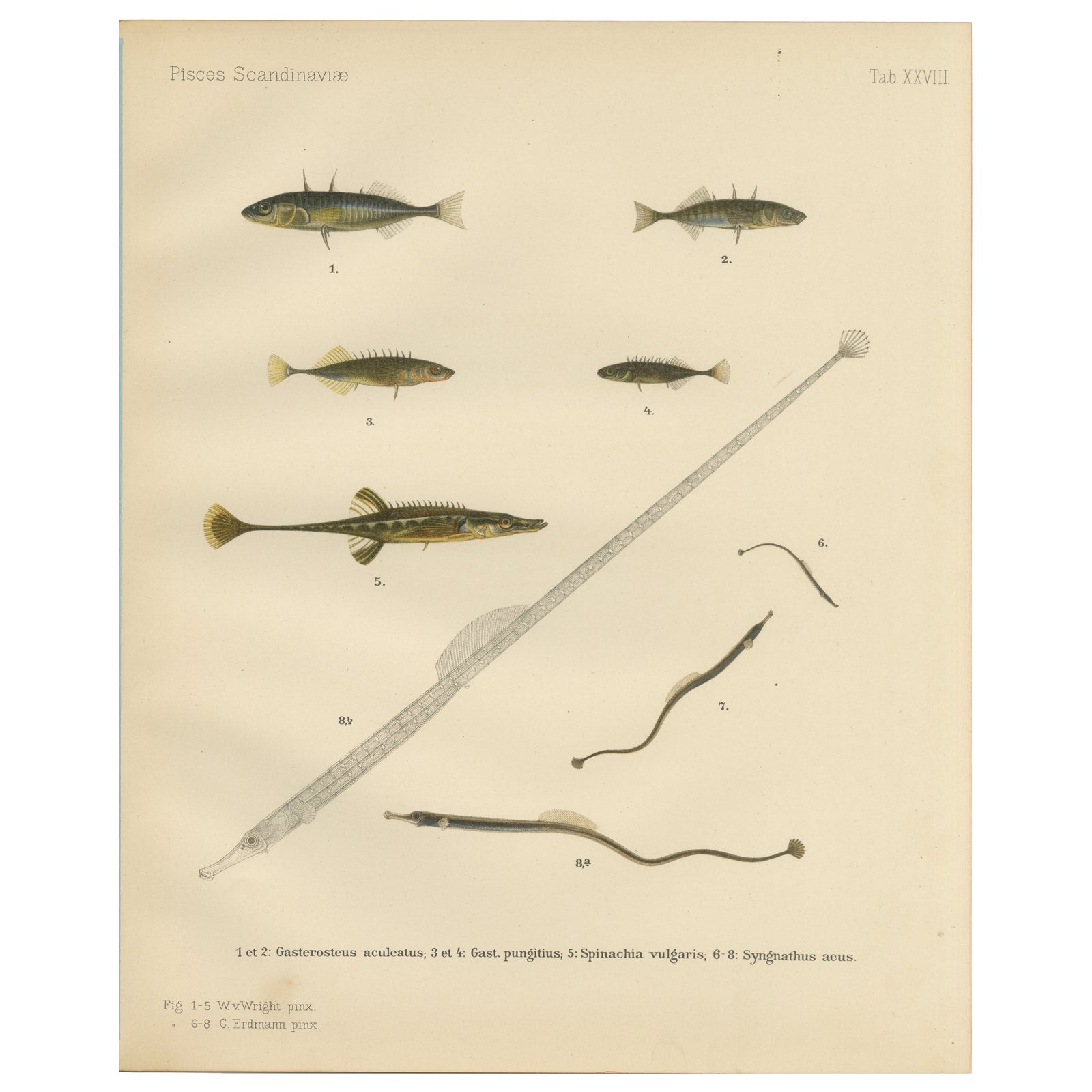 Sticklebacks and Pipefish - Graceful and Intricate Scandinavian Fish Litho, 1895