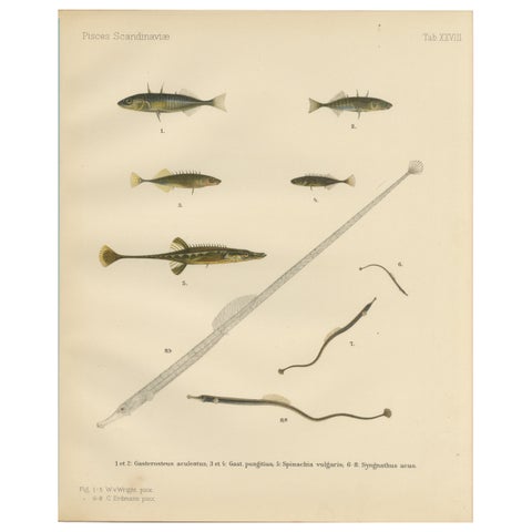 Sticklebacks and Pipefish - Graceful and Intricate Scandinavian Fish Litho, 1895