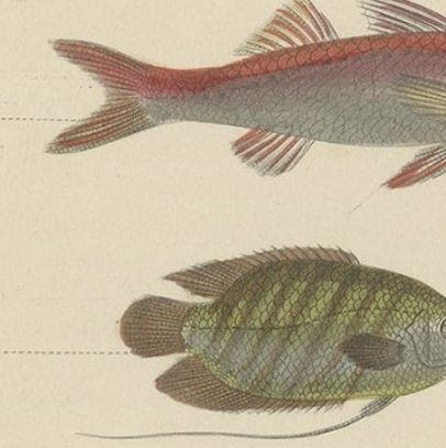 Antique Hand-Colored Print of Various Fishes, incl Merlin, Carper, Gourami, 1854, close-up 3