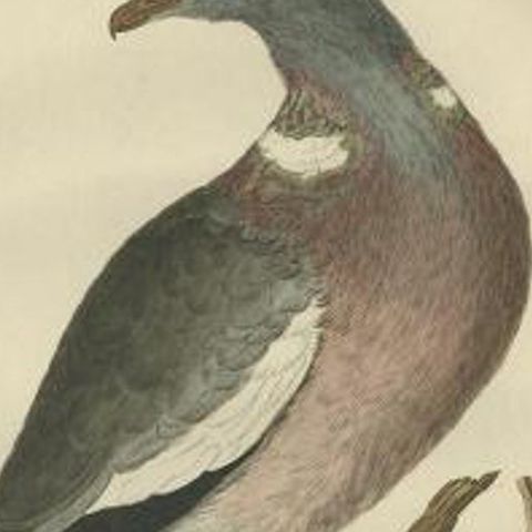 Antique Bird Print of the Common Wood Pigeon by Sepp & Nozeman, 1770, close-up 1