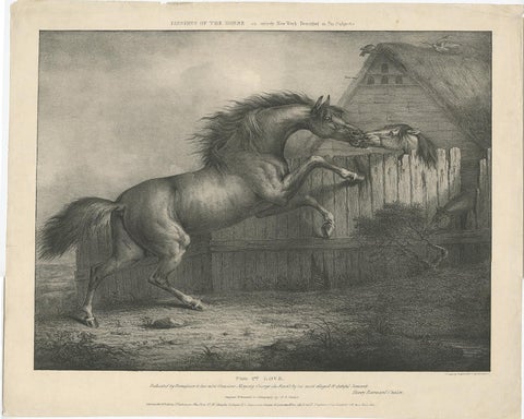 Original Antique Lithograph of a Horse Showing the Passion 'Love', 1827, view 2
