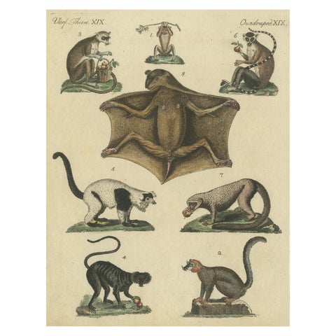 Antique Hand-colored Engraving of Lemurs and Flying Mammals, c.1800