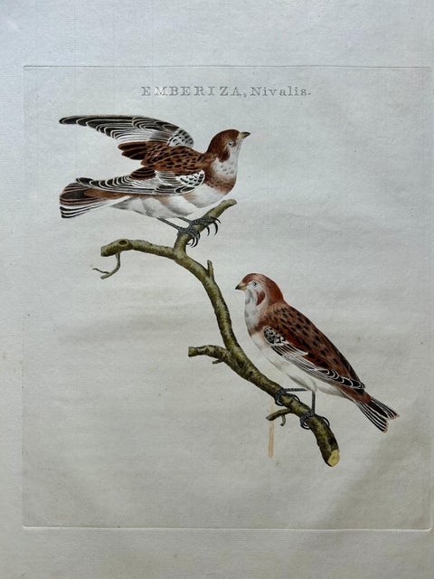 Emberiza nivalis, Antique Snow Bunting Print by Nozeman & Sepp, 1809, view 2
