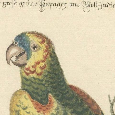 The Large Green Parrot of The West Indies Hand-Colored and Engraved, 1749, close-up 4