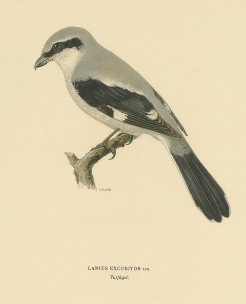 Antique Bird Print of the Great Grey Shrike by Von Wright, 1927, view 3
