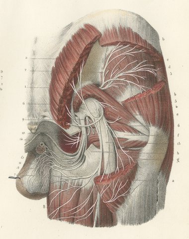 Nerves of the Male Pelvis, Antique Hirschfeld Anatomy Print, 1866, view 4