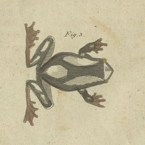 Four Tree Frogs Including a Blue Frog, Antique Bertuch Print, Vienna, circa 1815, close-up 5