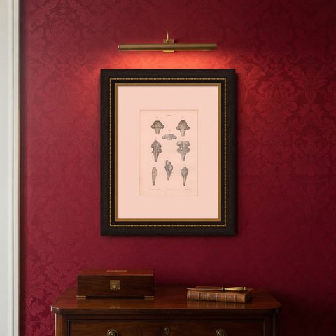 The Brain Stem and Fourth Ventricle, Antique Hirschfeld Anatomy Print, 1866, shown framed on a wall