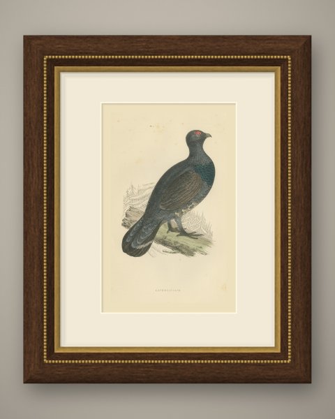 Capercaillie on a Fallen Log in Snowy Pines, Antique Bird Print, Morris, 1896, shown framed