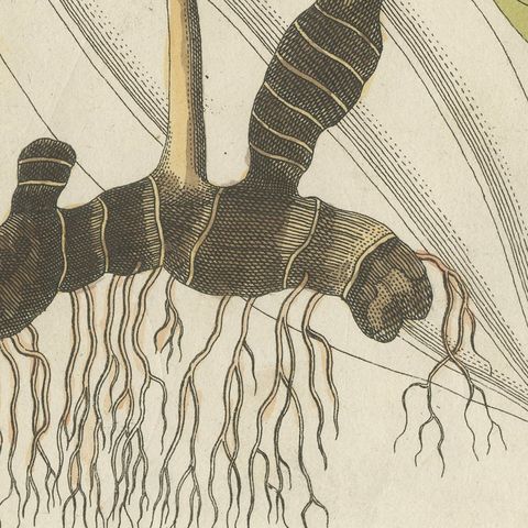 Cassia Cinnamon and Galangal Spices, Antique Bertuch Print, circa 1805, close-up 1