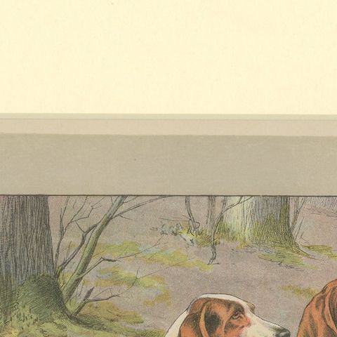 Antique Dog Print of the Basset Hound, close-up 1