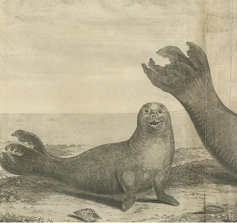 Antique Print of Two Sea Lions on the Shore of Juan Fernandes by Anson, '1749', view 3