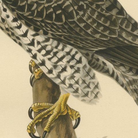 Watchful Hunter: The Gyrfalcon (Falco rusticolus), 1927, close-up 5