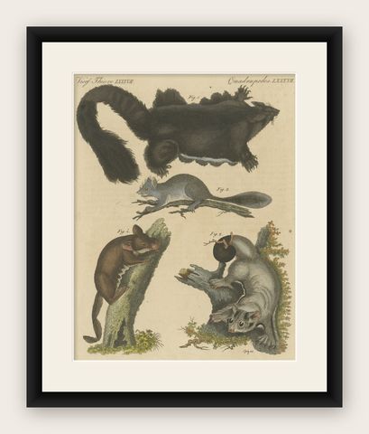 Antique Print of Didelphis species 'Opossum', Flying Squirrel and More, shown framed