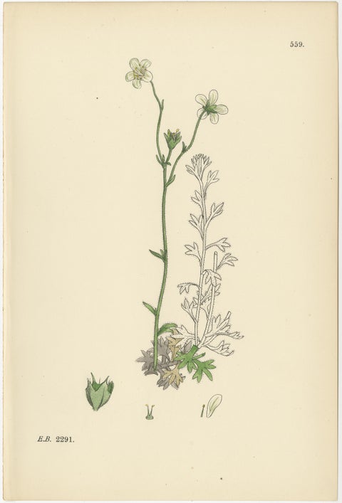 Hand-Colored Botanical Engravings of Palmate and Mossy Saxifrages, 1902, view 4